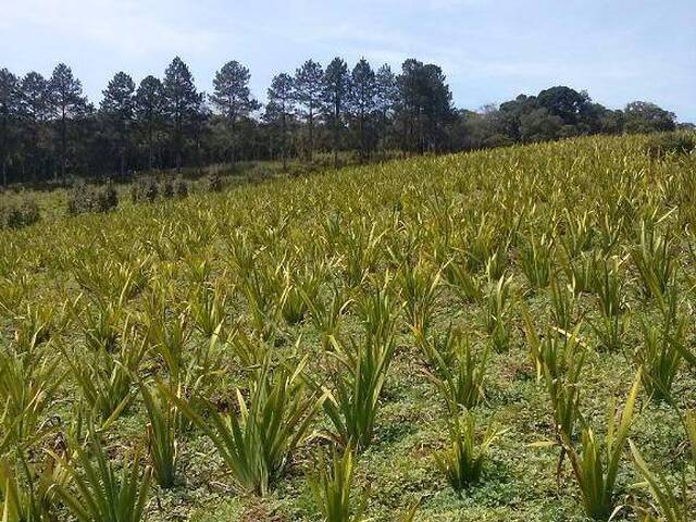 Terreno para Venda em São Paulo - 4